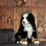 k green 8weeks 4