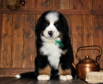 k green 8weeks 7
