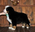 k green 8weeks 8