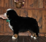 k green 8weeks 9