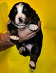 k broun 2weeks