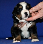 k broun 3weeks