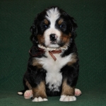 k broun 4weeks