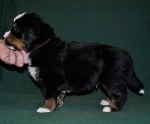 k broun 4weeks 1