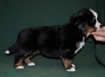 k broun 4weeks 2