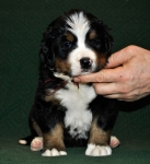 k broun 4weeks 3