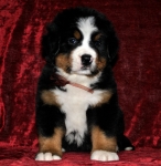 k broun 5weeks