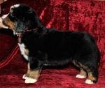k broun 5weeks 1