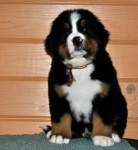 k broun 6weeks