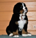 k broun 6weeks 1
