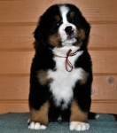 k broun 6weeks 2
