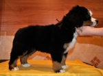 k broun 7weeks 1