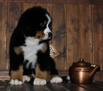 k broun 8weeks