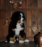 k broun 8weeks 1