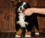 k broun 8weeks 2