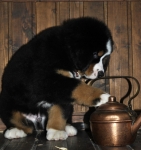 k broun 8weeks 3