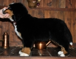 k broun 8weeks 4
