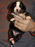 k brown 1week