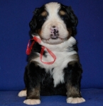 k red 3weeks