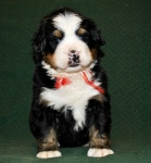 k red 4weeks