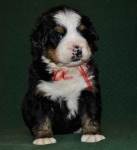 k red 4weeks 2