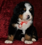 k red 5weeks