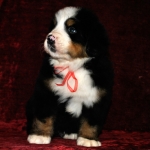 k red 5weeks 1