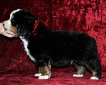 k red 5weeks 2