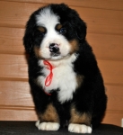 k red 6weeks