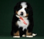 k red 6weeks 1