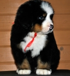 k red 6weeks 2