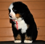 k red 6weeks 3