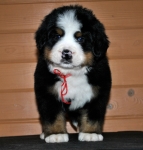 k red 6weeks 4