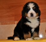 k red 7weeks