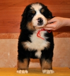 k red 7weeks 1