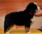 k red 7weeks 2