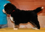 k red 7weeks 3