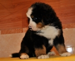 k red 7weeks 4