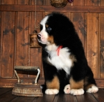 k red 8weeks 3