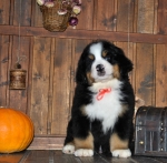 k red 8weeks 4