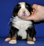 s white 3weeks