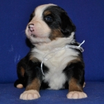 s white 3weeks 2