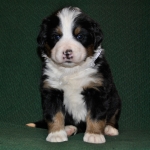 s white 4weeks