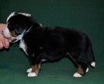 s white 4weeks 2