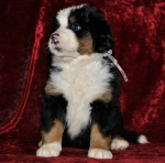 s white 5weeks