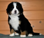 s white 6weeks