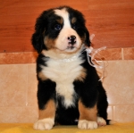 s white 7weeks