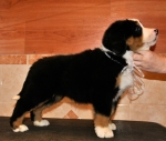 s white 7weeks 1