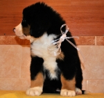 s white 7weeks 2