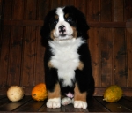 s white 8weeks
